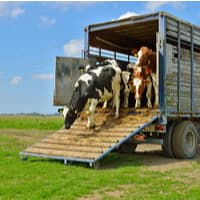 Livestock Haulers Jobs