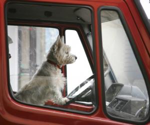 can truckers take their dogs on the truck